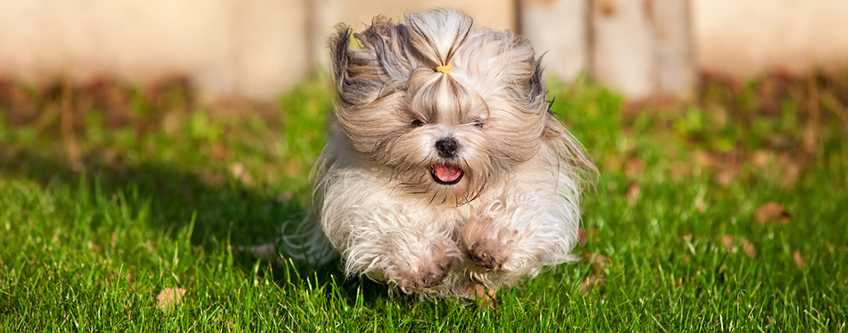 Shih tzu dog running