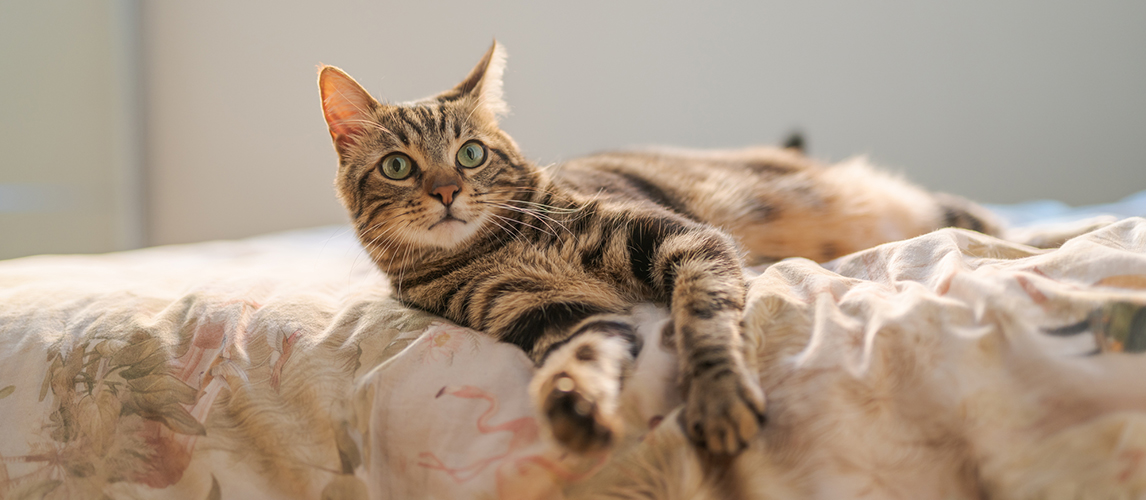 Short hair cat lying on the bed