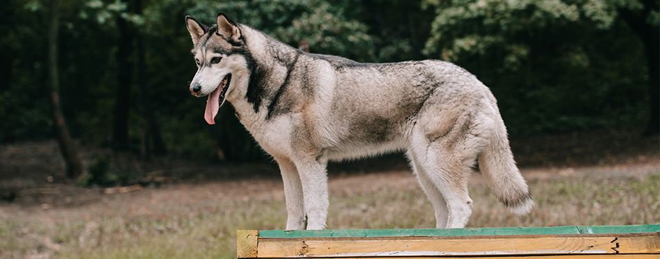 Siberian Husky