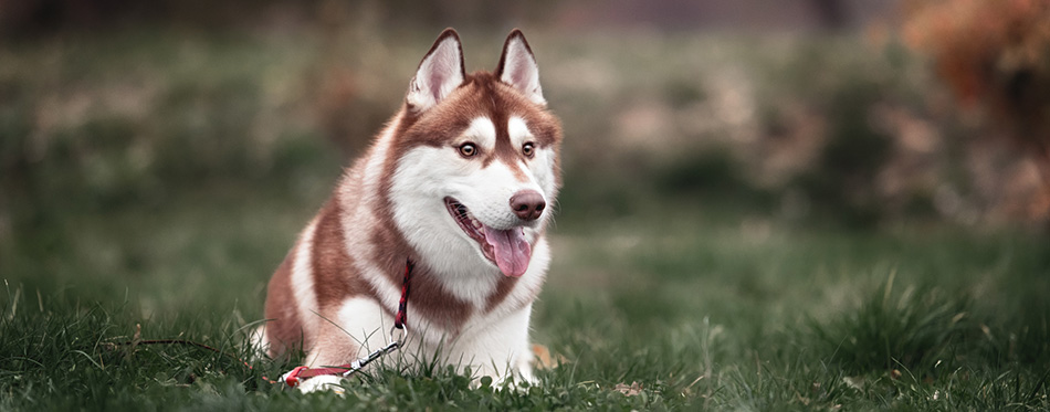 Siberian Husky