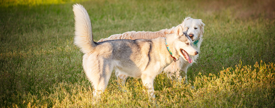 Siberian Husky and Golden Retrievers sitting park