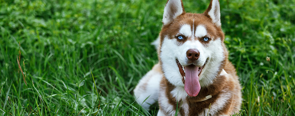 Siberian Husky with blue eye at the green grass
