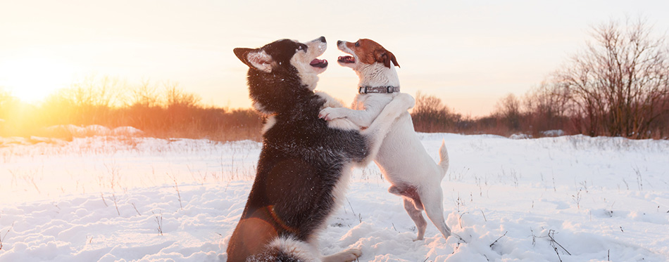 Siberian husky and jack russel terrier