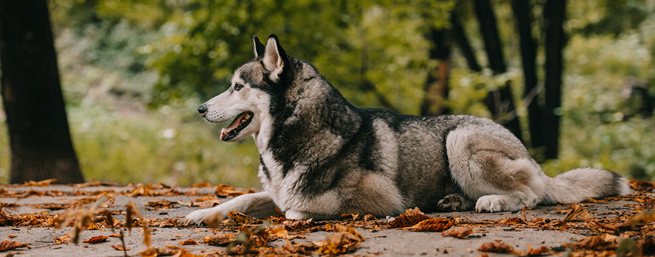 Siberian husky dog on foliage