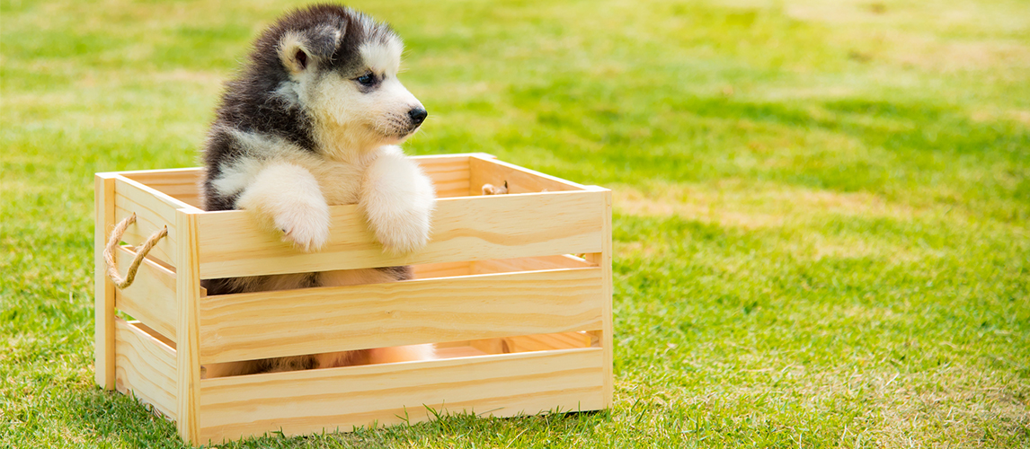 Siberian husky puppy and toy box