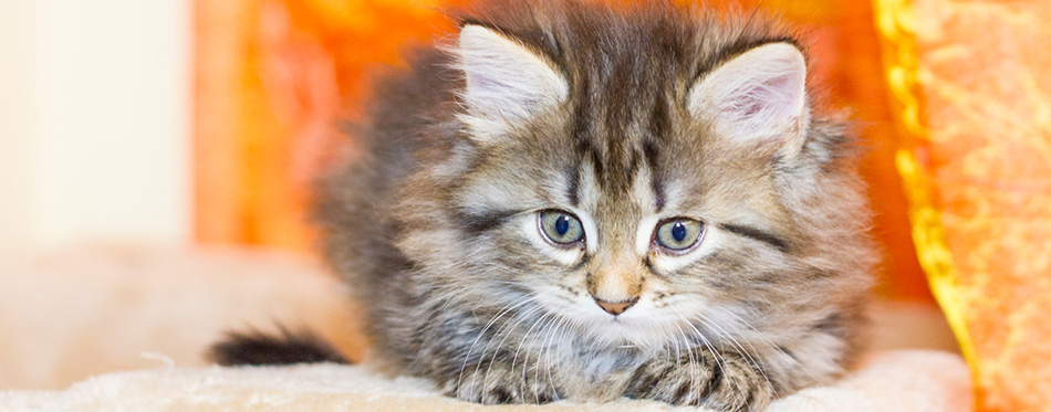 Siberian kitten