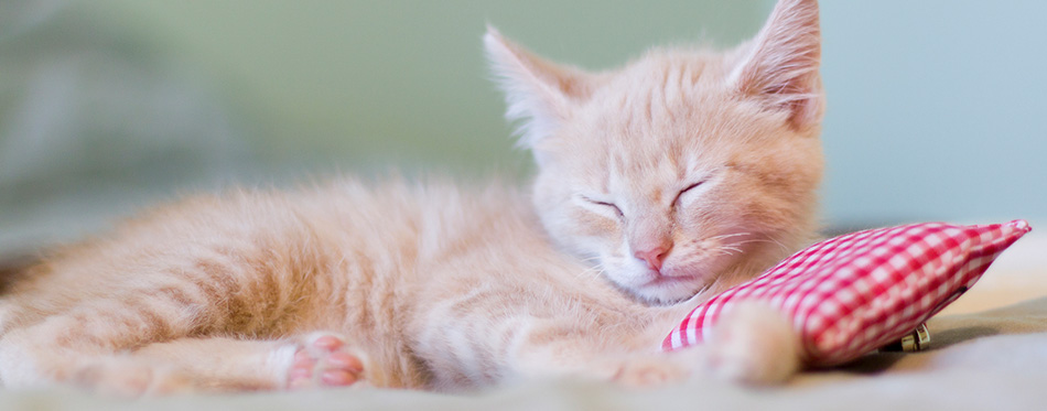 sleeping kitty with pillow