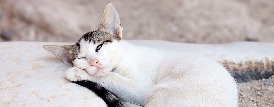 Sleeping white cat
