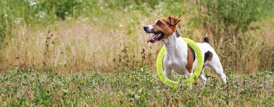 Small Jack Russell terrier