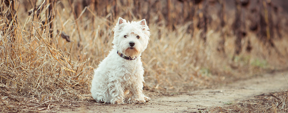 Small dog breeds White Terrier
