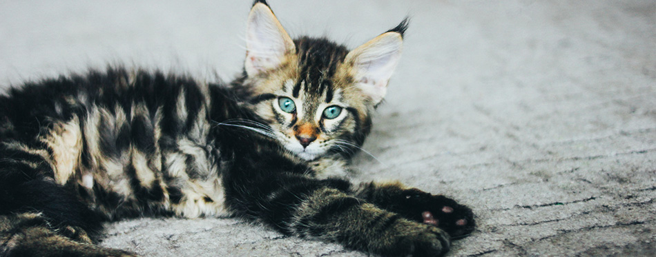 Small gray striped kitten