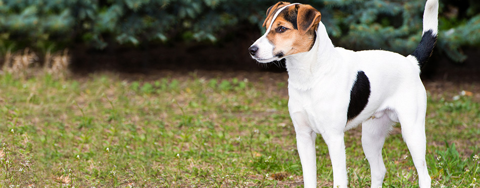 Smooth Fox Terrier stands.