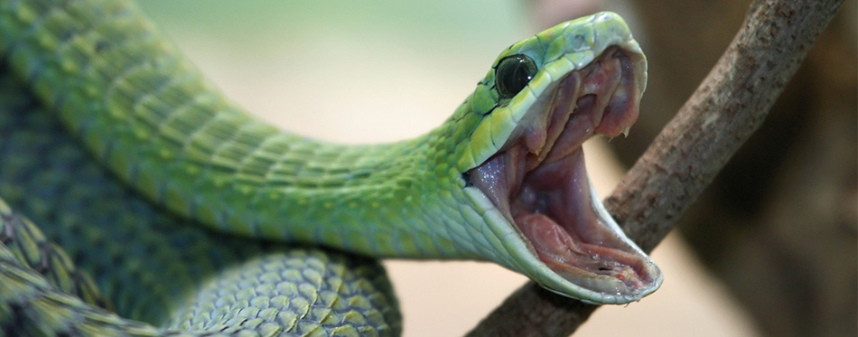 Snake yawn