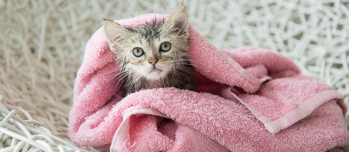 Soggy kitten after a bath