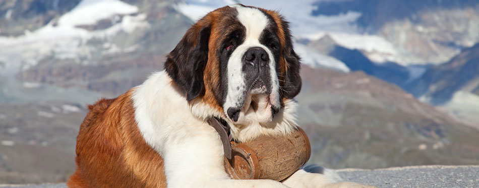 St. Bernard Dog