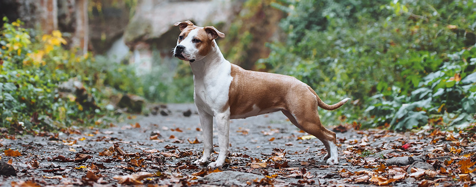 Staffordshire Bull Terrier