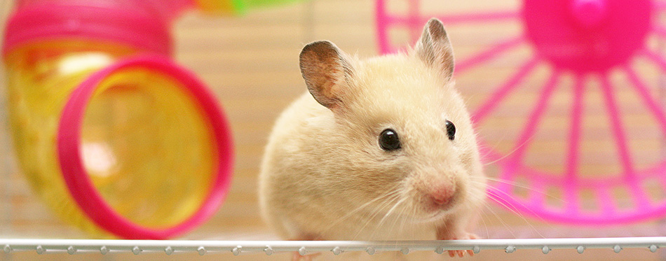 Syrian hamster