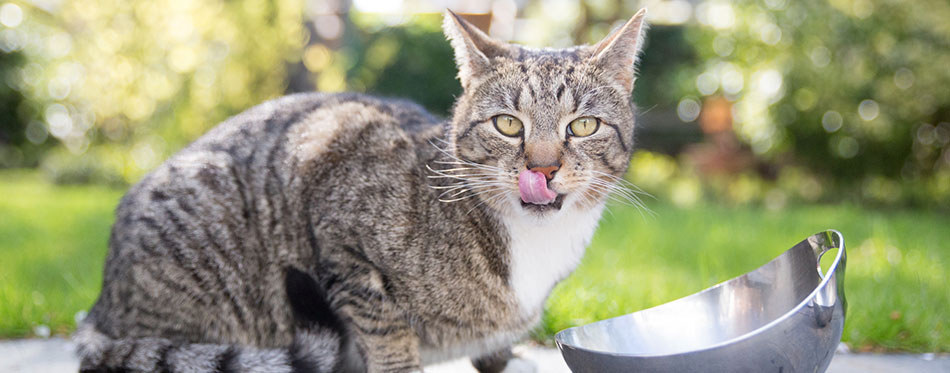 Tabby cat licking its lips