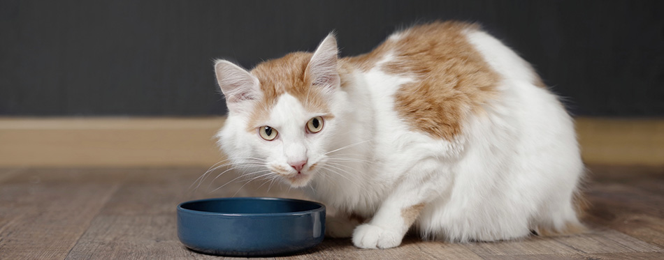 Tabby longhair cat sit