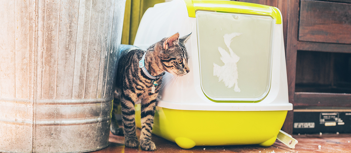 Tabby standing alongside a litter box