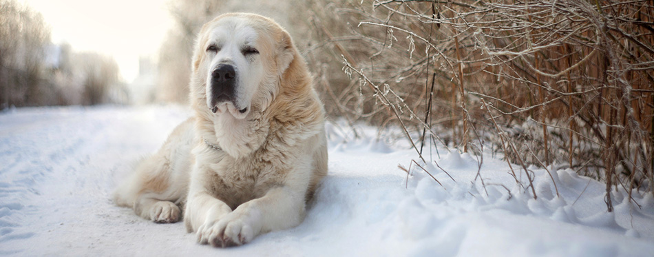 The dog is lying on snow