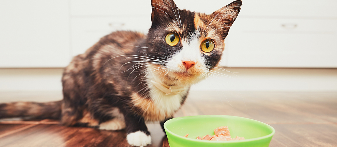 The hungry cat eating from bowl