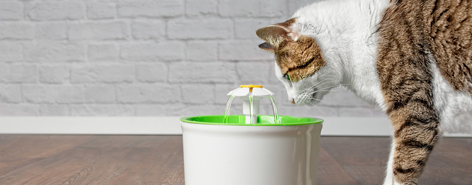 Thirsty tabby cat looking curiouis to a pet drinking fountain. Side view with copy space