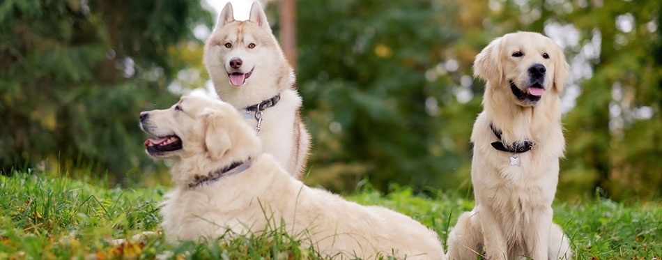 Three dogs Siberian Husky and Golden Retrievers are sitting in park resting