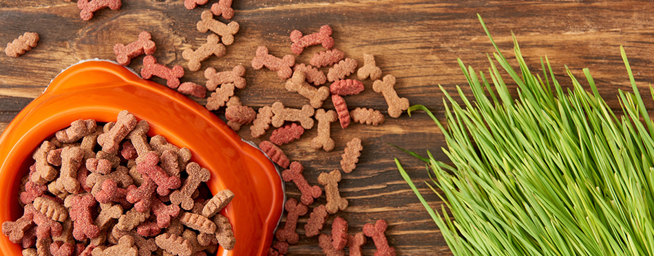 Top view of plastic bowl with pile of dog food near grass on wood