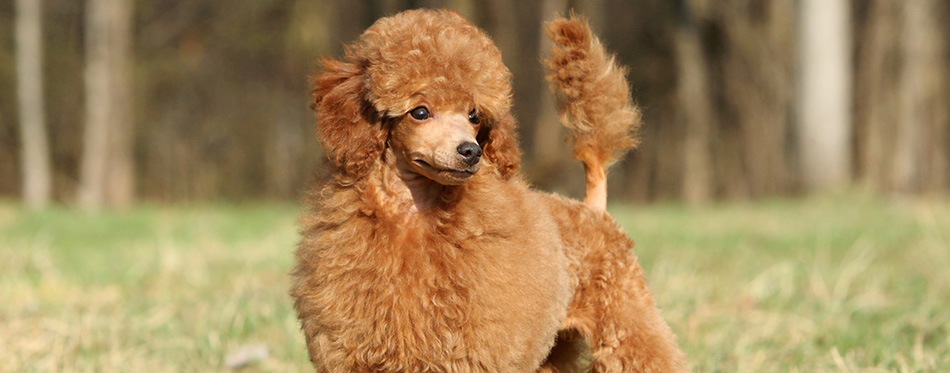 Toy poodle puppy portrait (outdoor)