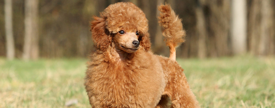Toy poodle puppy portrait