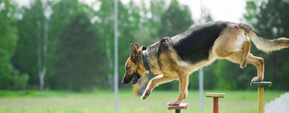 Training of a police dog 
