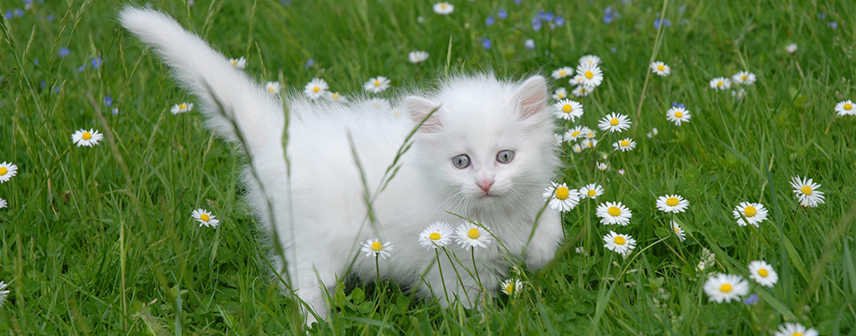 Turkish Angora kitten