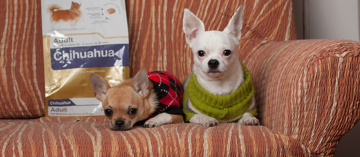 Two Chihuahua dogs resting on the couch