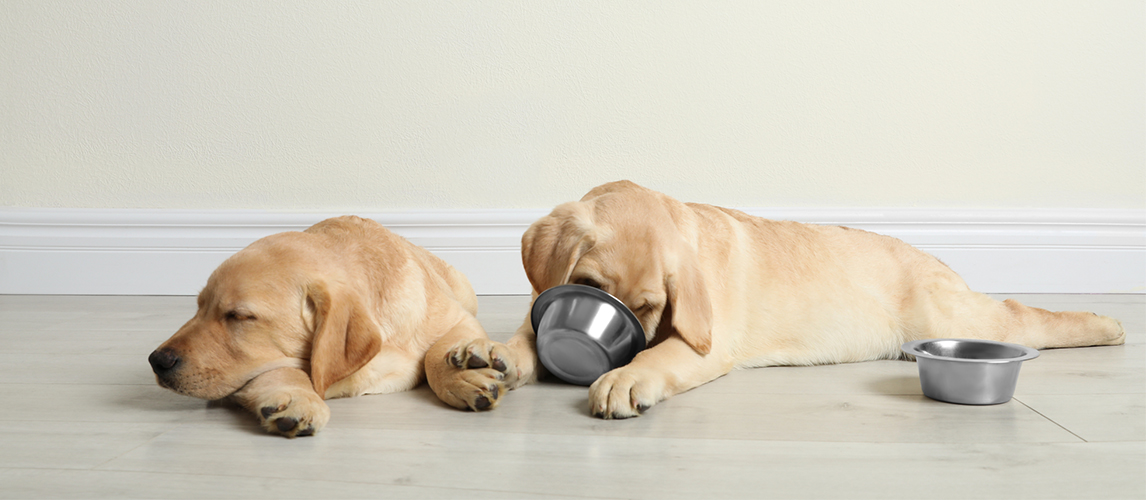 Two Labrador dogs