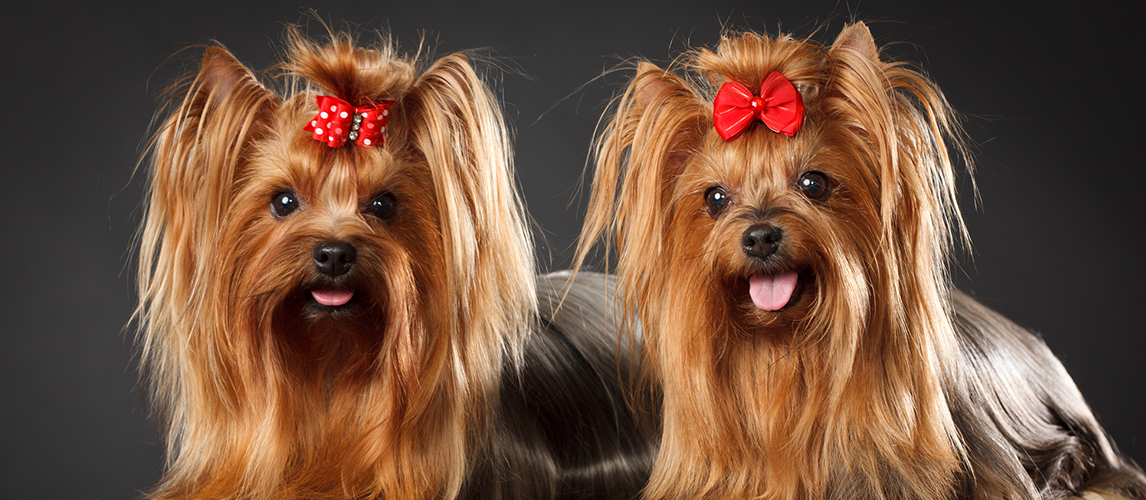 Two Yorkshire Terriers