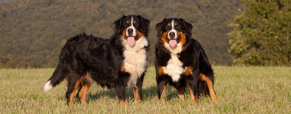 Two bernese mountain dogs