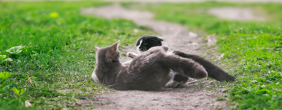 Two cats fighting in the yard