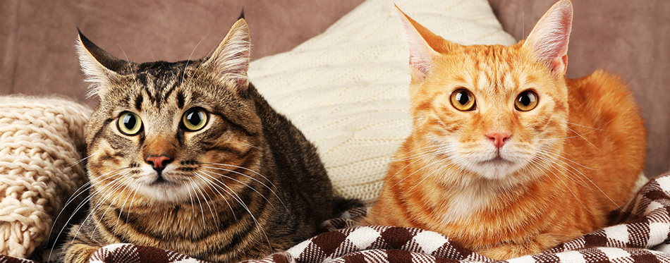 Two cats on blanket