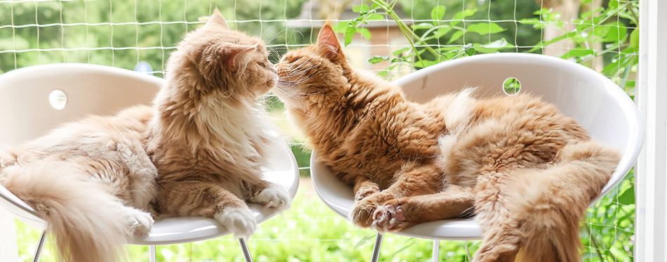 Two cats relax at home