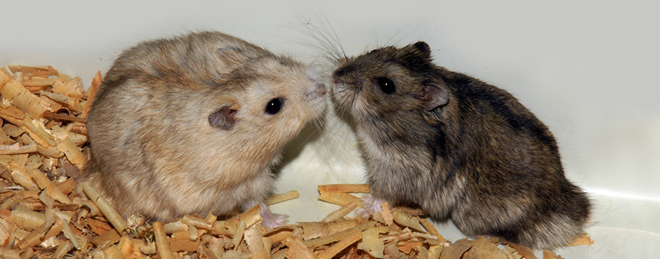 Two cute hamsters