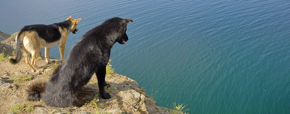 Two dogs look down from rock,