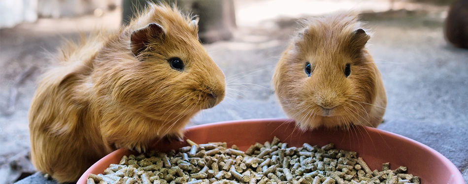 Two guinea pigs