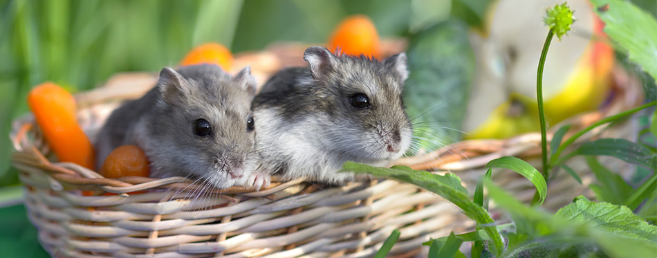 Two hamster in a basket