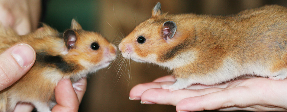 Two hamsters in hands