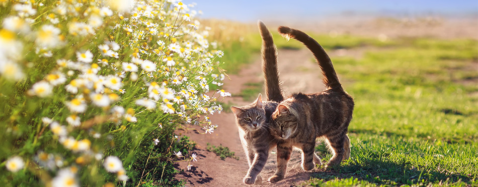 Two loving tabby cats walking on summer flower