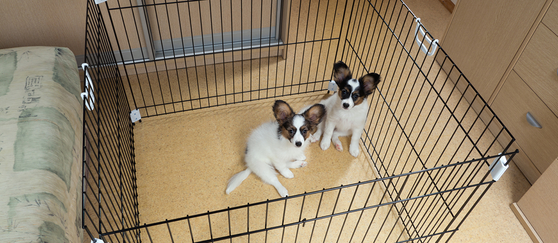 Two papillon puppies in a playpen