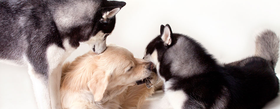 Two siberian huskies and golden retriever