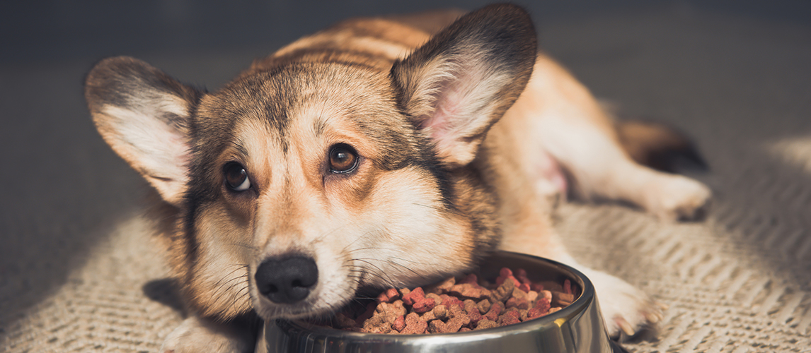 Upset Pembroke Welsh Corgi lying on bowl full of dog food