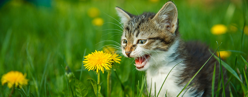 Very tired cat on a sofa, cat with open mouth in blur backgr